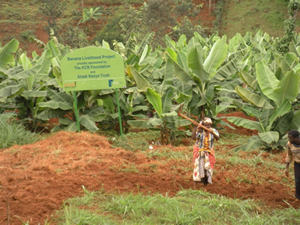 banana livelihood projec